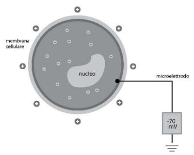 polarizzazione della cellula