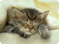gatto che dorme beato