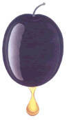 oliva