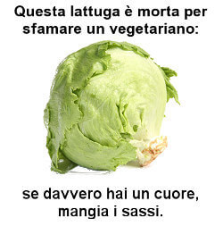 lattuga